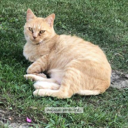 Foto 1/1 Lily Chat perdido en Passavant la rochere