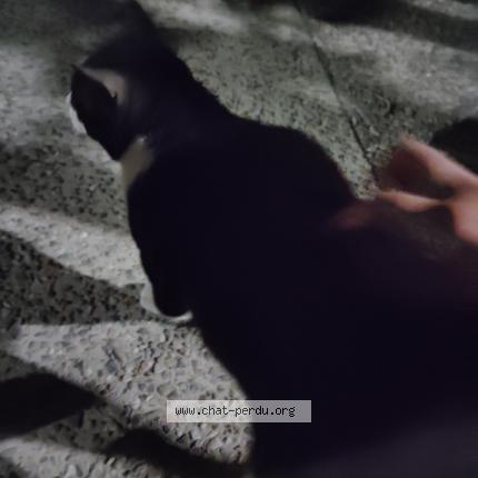 Foto 1/1 Gato encontrado Encontrado en Saint jean de vedas