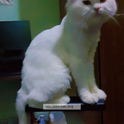 Foto 1/1 Ace Chat perdido en Lahore