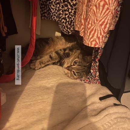 Foto 1/1 Minnie Chat perdido en Orleans