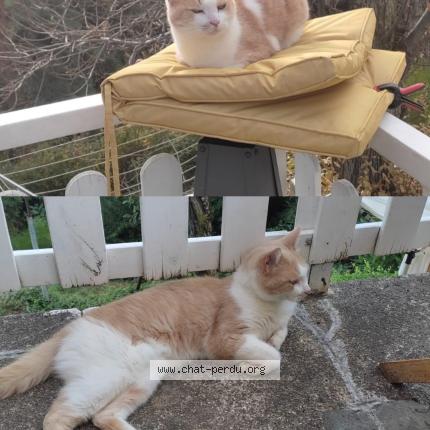 Foto 1/1 Floppy Chat perdido en Saint agreve