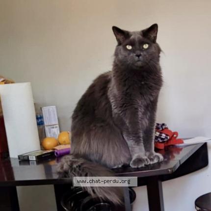 Foto 1/1 Mateus Chat perdido en Montreal