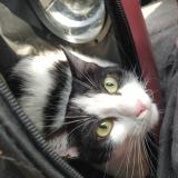 Foto del gato perdido en Charny