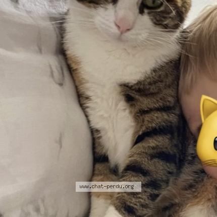 Foto 1/1 Maya Chat perdido en Monceaux