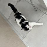 Foto del gato perdido en La Destrousse