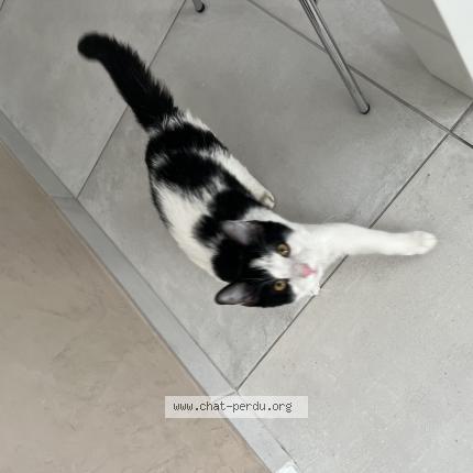 Foto 1/1 Taz Chat perdido en La destrousse