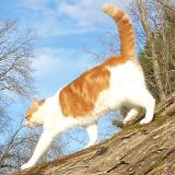 Foto del gato perdido en Pact