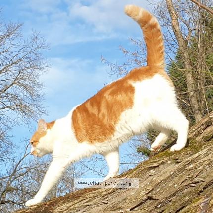 Foto 1/1 Ruby Chat perdido en Pact