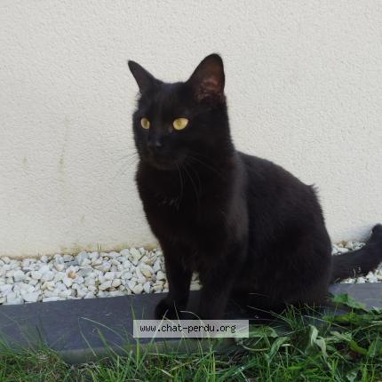 Foto 1/1 Stella Chat perdido en Quimper