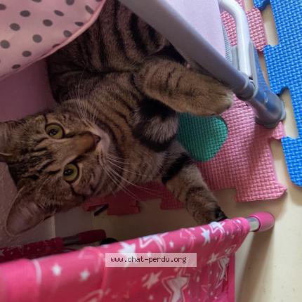 Foto 1/1 Gucci Chat perdido en Proche de tavers