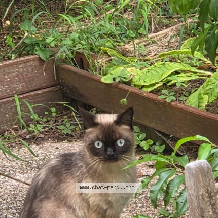 Foto 1/1 Gato encontrado Encontrado en Vaureal