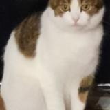 Foto del gato perdido en Rouffach