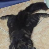 Foto del gato perdido en Laspinas