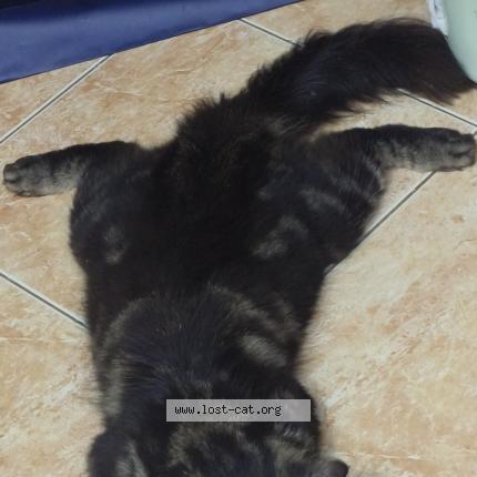 Foto 1/1 Lilo Chat perdido en Laspinas