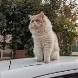 Foto del gato perdido en Lahore