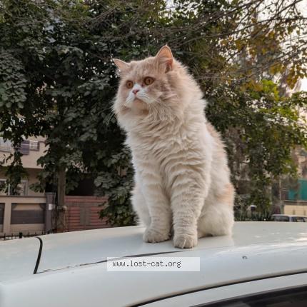 Foto 1/1 Leo Chat perdido en Lahore