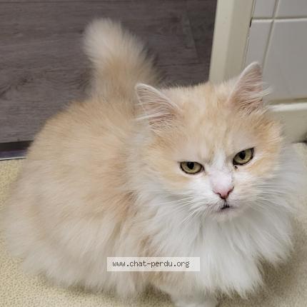 Foto 1/1 Gucci Chat perdido en Cosne cours sur loire