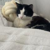 Foto del gato perdido en Montauban