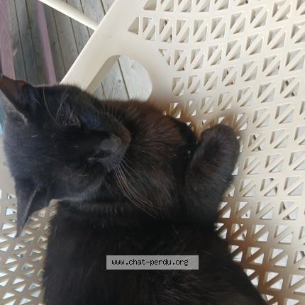 Foto 1/1 Gato encontrado Encontrado en Clohars carnoet