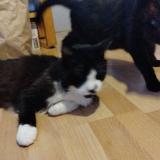 Foto del gato perdido en Firminy