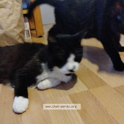 Foto 1/1 Gugus Chat perdido en Firminy