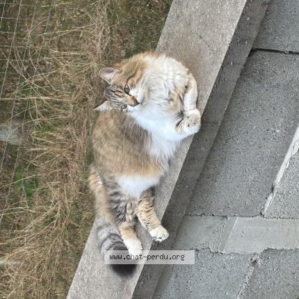 Foto 1/1 Misty Chat perdido en Gillonnay