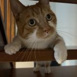 Foto del gato perdido en Bauvin