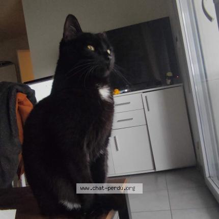 Foto 1/1 Fripouille Chat perdido en Toulouse