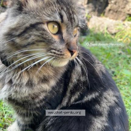 Foto 1/1 Cookie Chat perdido en Conques sur orbiel