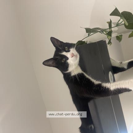 Foto 1/1 Mitch Chat perdido en Lyon