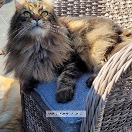 Foto 1/1 Helios Chat perdido en Annoeullin