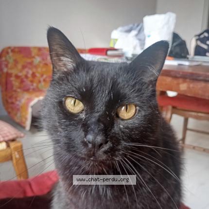 Foto 1/1 Hadesr Chat perdido en Plourin les morlaix