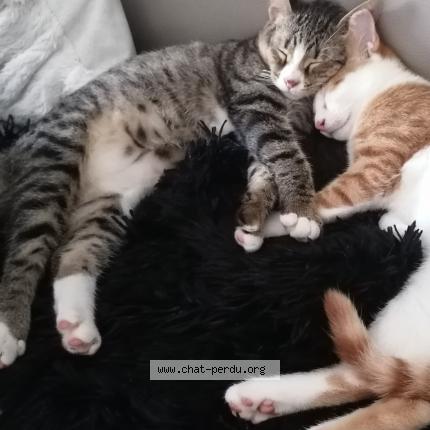 Foto 1/1 Lala Chat perdido en Faverges de la tour