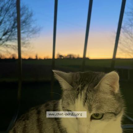 Foto 1/1 U&ntilde;a Chat perdido en Germignac