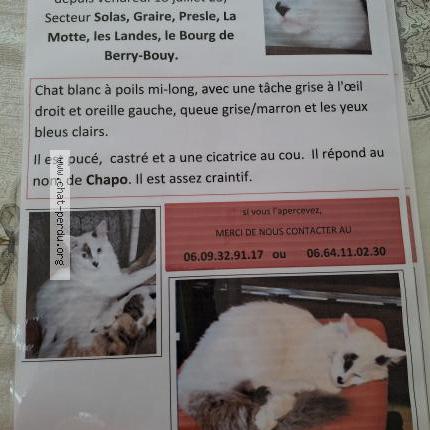 Foto 1/1 Chapo Chat perdido en Berry bouy