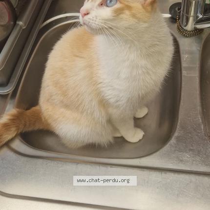 Foto 1/1 Nino Chat perdido en Liege