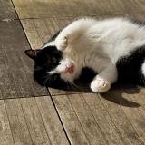 Foto del gato perdido en Port Sur Saone