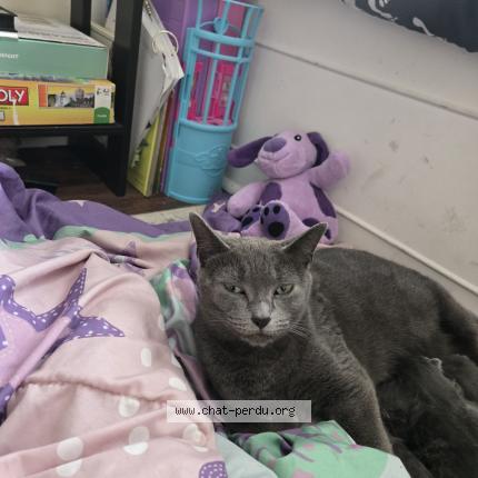 Foto 1/1 Lylo Chat perdido en Joliette