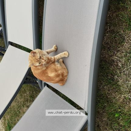 Foto 1/1 Aiko Chat perdido en Montlucon