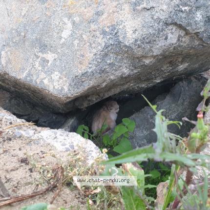 Foto 1/1 Gato encontrado Encontrado en Plerin