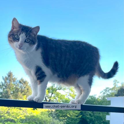 Foto 1/1 Uby Chat perdido en Pessac