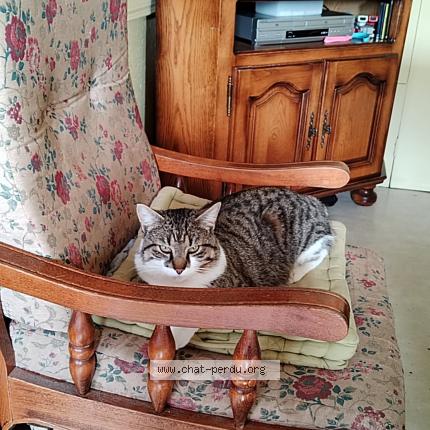 Foto 1/1 Kofi Chat perdido en Chabreloche