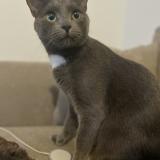 Foto del gato perdido en Bezannes