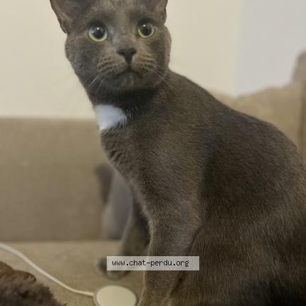 Foto 1/1 Rio Chat perdido en Bezannes