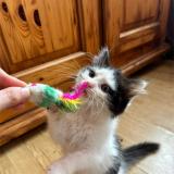 Foto del gato perdido en Anzin