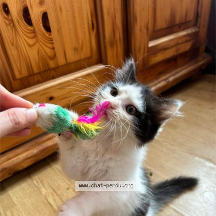 Foto 1/1 Andrea Chat perdido en Anzin