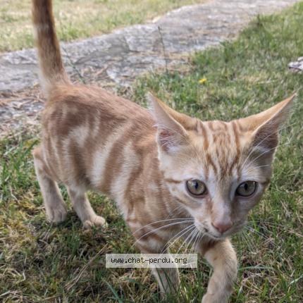 Foto 1/1 Gato encontrado Encontrado en Saint palais sur mer