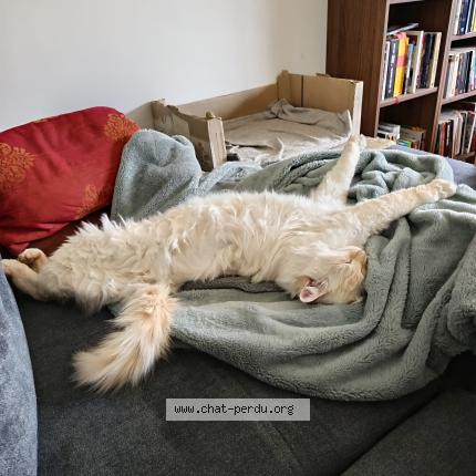 Foto 1/1 Jean-minou Chat perdido en Maubec