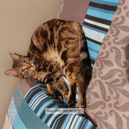 Foto 1/1 Jade Chat perdido en Cholet