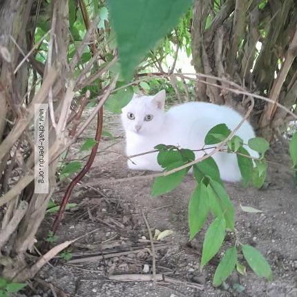 Foto 1/1 Lima Chat perdido en Amiens